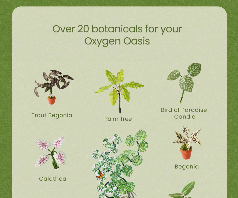 An informational graphic titled 'Over 20 botanicals for your Oxygen Oasis' on a pale green rounded rectangle over a darker green background. It shows several illustrated plants with labels, including Trout Begonia, Palm Tree, Bird of Paradise Candle, Calathea, and Begonia.