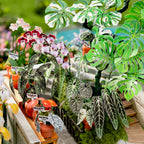 A close-up of a potted tropical plant arrangement featuring large green monstera leaves, smaller patterned houseplant leaves, pink and white orchids, and terracotta pots on a wooden display stand.